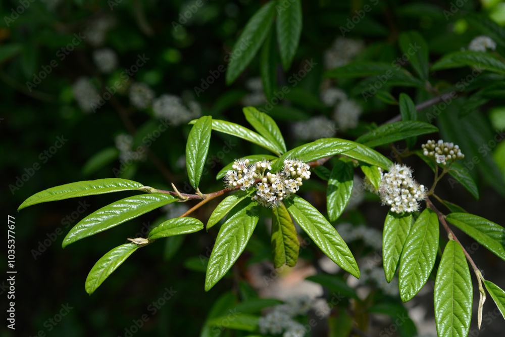 Obraz premium Willow-leaved cotoneaster branch with flowers