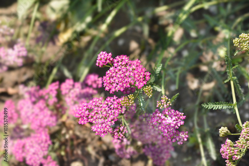 Pink Yarrow flowers photo