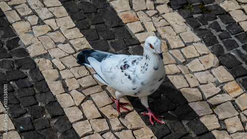 A white pigeon with black spots walking on a patterned cobblestone pavement in an urban area photo