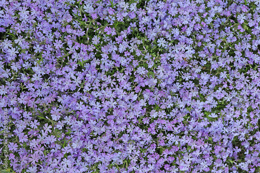 Obraz premium Beautiful pink and purple Phlox awl-shaped flowers on a sunny day close-up. Phlox subulata