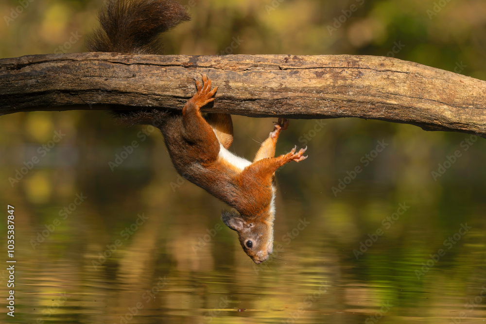 Naklejka premium Eurasian red squirrel (Sciurus vulgaris) is hanging upside down to collect food in the forest of the Netherlands. 