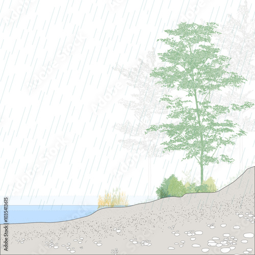 wetland landscape design section illustration