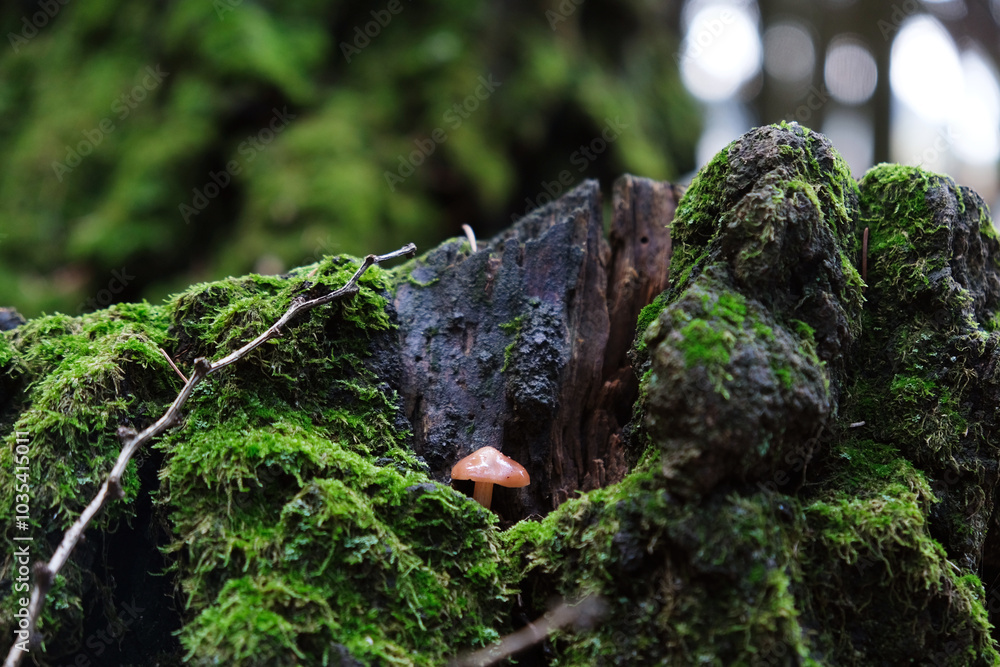 a small mushroom grows on a moss stump a small mushroom grows on a moss stump