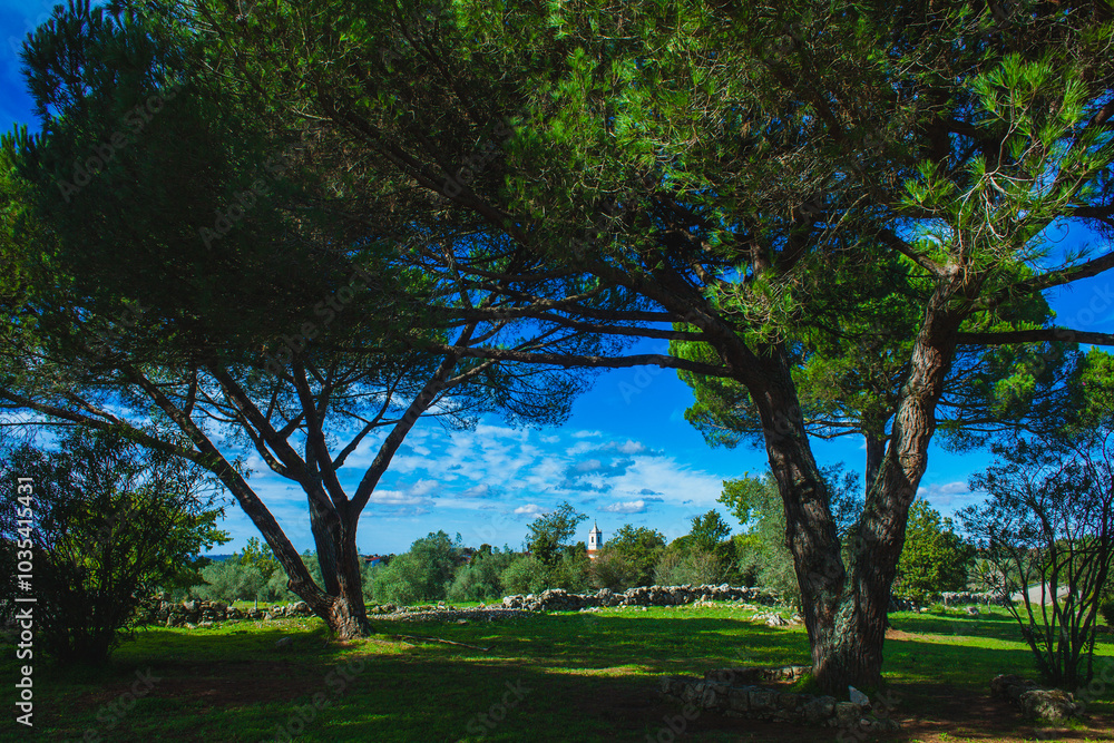 a serene landscape featuring tall trees with wide, spreading branches a serene landscape featuring tall trees with wide, spreading branches