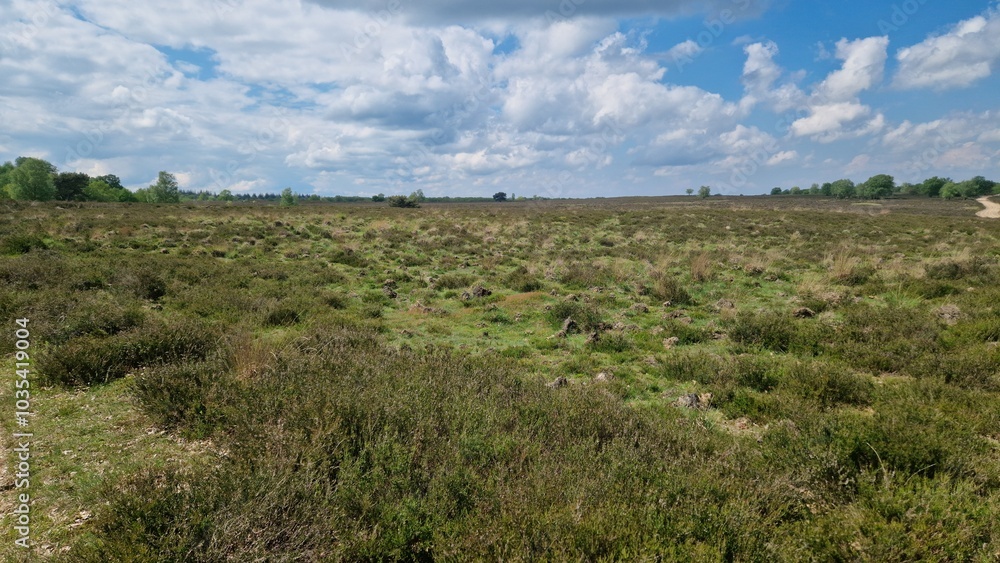 Vast Open Landscape with Shrubs and Cloudy Sky Vast Open Landscape with Shrubs and Cloudy Sky