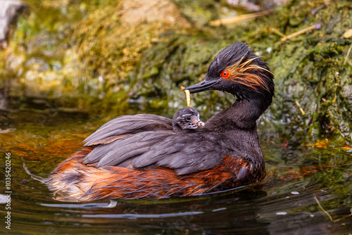 Black Neck Grebe Feeding Chick On It's Back