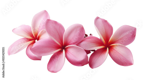Beautiful Plumeria Frangipani Flowers Isolated on a White Background for Tropical and Exotic Floral Designs