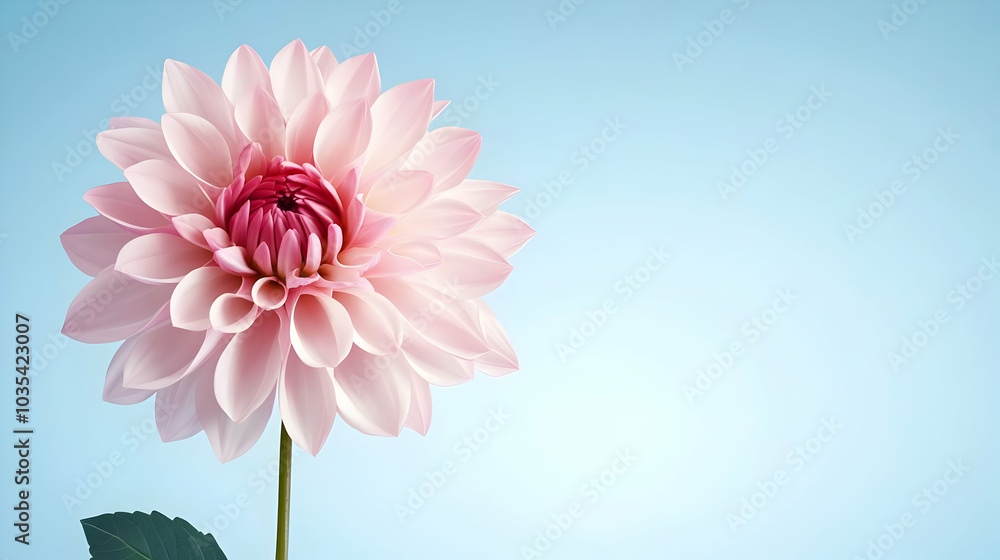 Fototapeta premium Single Pink Chrysanthemum Flower on Light Background