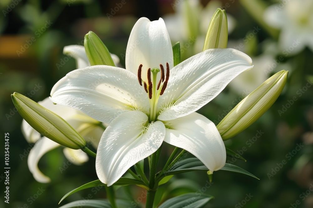 White lily flower blooming in a garden close up White lily flower blooming in a garden close up