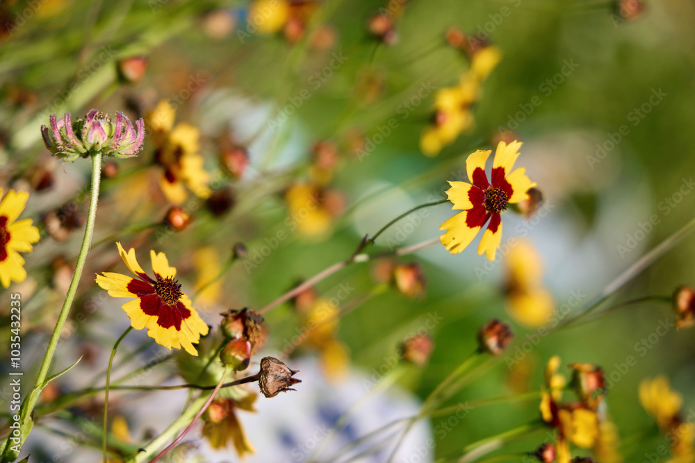 Vibrant Wildflowers Blooming in Lush Meadow Vibrant Wildflowers Blooming in Lush Meadow