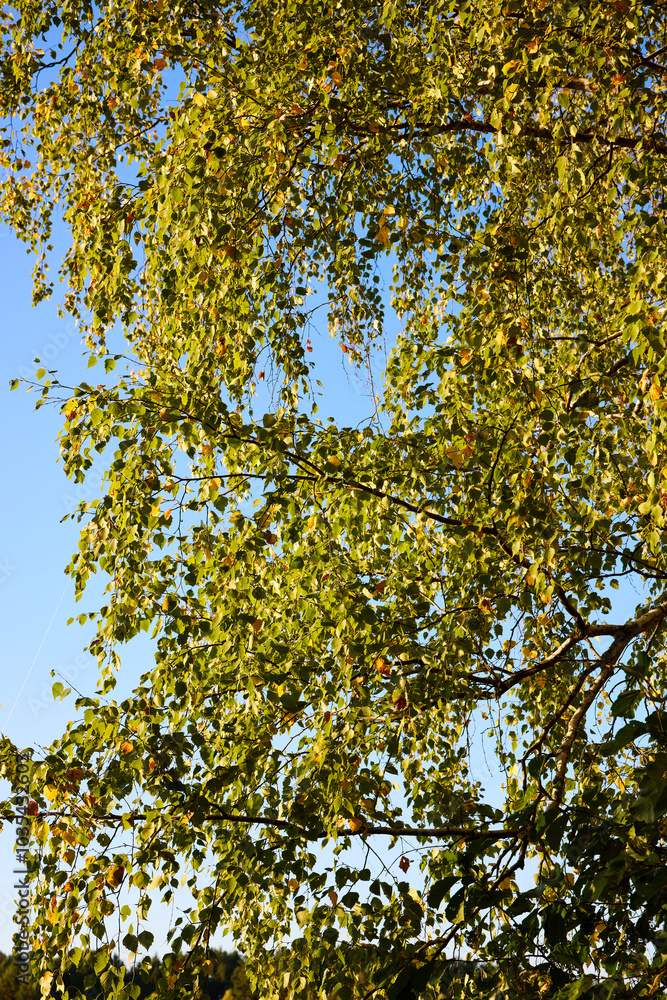 Autumn Leaves Against Clear Blue Sky Autumn Leaves Against Clear Blue Sky