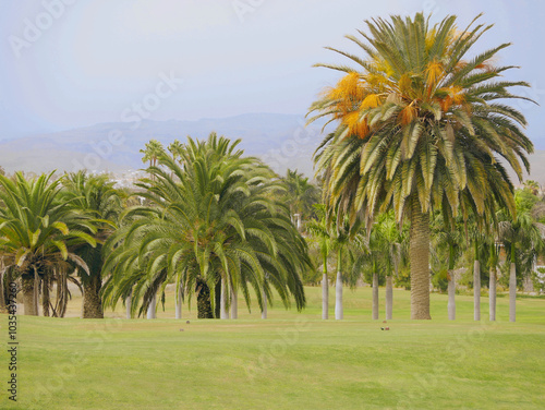 Phoenix palm trees at the golf course in Maspalomas, Gran Canaria. Wallpaper background photo