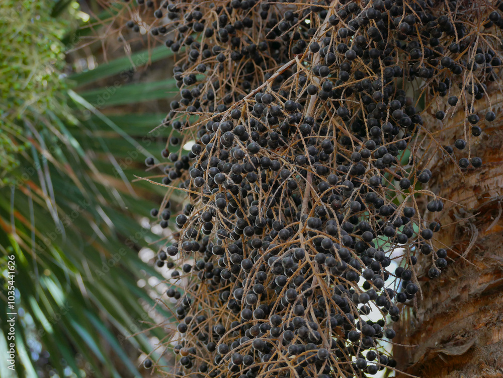 Close up of seeds of Copernicia Alba palm tree Close up of seeds of Copernicia Alba palm tree