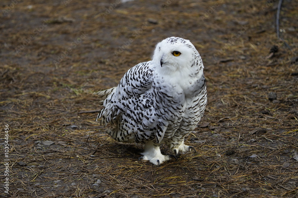 The Snowy Owl (Bubo scandiacus) is a large owl of the typical owl family Strigidae. Vogelpark Walsrode, Germany.