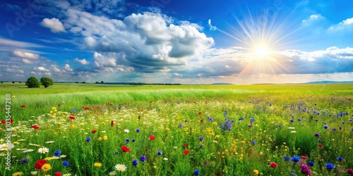 Lush green field with colorful wildflowers and clear blue sky