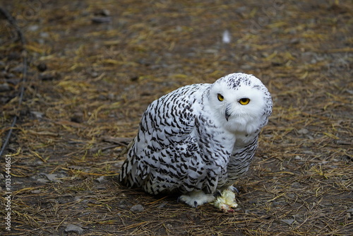 The Snowy Owl (Bubo scandiacus) is a large owl of the typical owl family Strigidae. Vogelpark Walsrode, Germany. photo