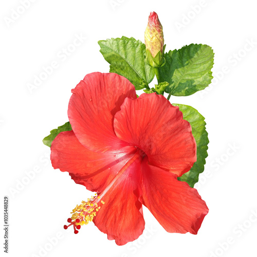 Wallpaper Mural Beautiful Hibiscus Flower, Red Hibiscus, Green Leaves with Buds Torontodigital.ca