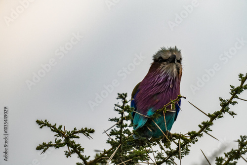 In der Serengeti - Lilac Breasted Roller photo