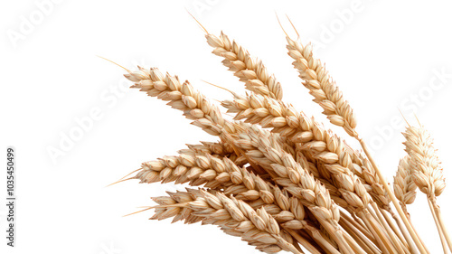 Golden wheat stalks arranged beautifully, showcasing their natural texture and color. This captures essence of agriculture and harvest, evoking feelings of abundance and natures bounty