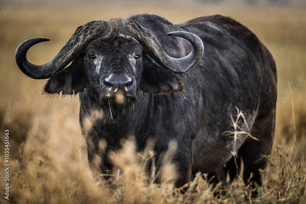 In der Serengeti - Büffelgesicht In der Serengeti - Büffelgesicht
