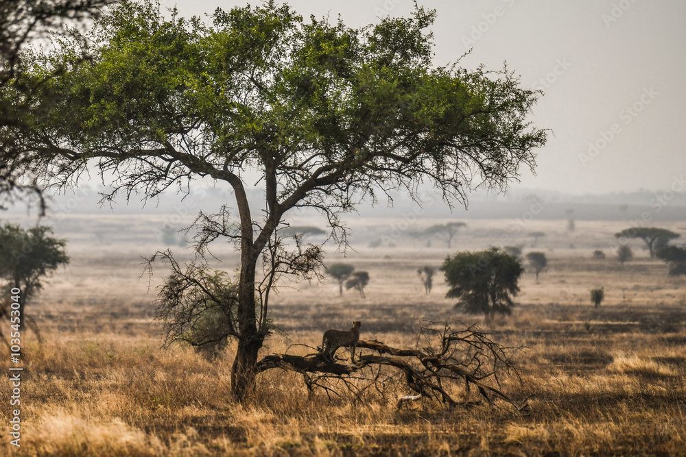 In der Serengeti - Gepard auf dem Baum In der Serengeti - Gepard auf dem Baum