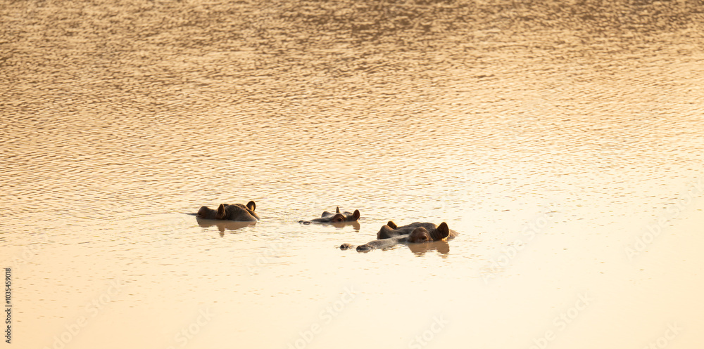 Flusspferde genannt Nilpferd - Hippo, im Krüger National Park - Kruger Nationalpark Südafrika
