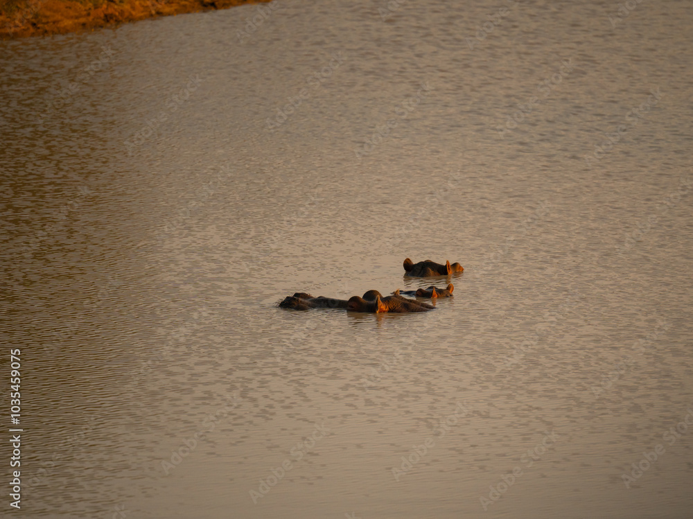 Flusspferde genannt Nilpferd - Hippo, im Krüger National Park - Kruger Nationalpark Südafrika