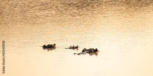 Obraz na płótnie Flusspferde genannt Nilpferd - Hippo, im Krüger National Park - Kruger Nationalpark Südafrika w salonie