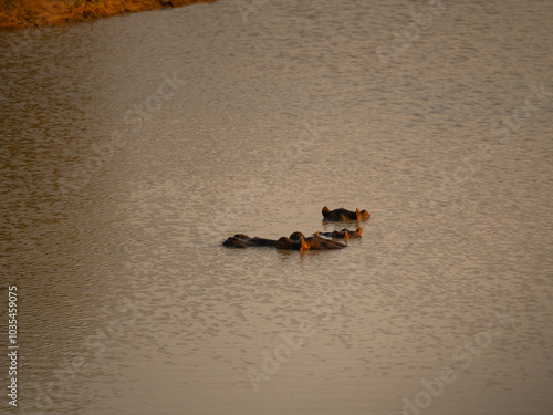 Flusspferde genannt Nilpferd - Hippo, im Krüger National Park - Kruger Nationalpark Südafrika photo