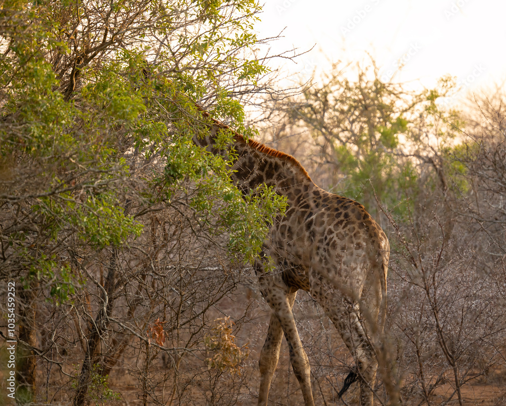 Giraffe im Busch vom Krüger National Park - Kruger Nationalpark Südafrika