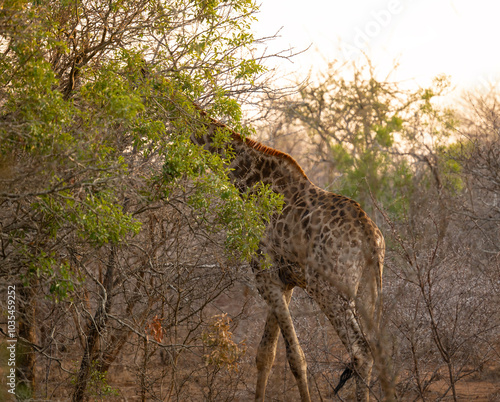 Obraz na płótnie Giraffe im Busch vom Krüger National Park - Kruger Nationalpark Südafrika w salonie