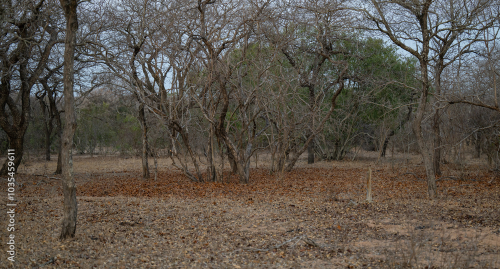 Landschaftsbild - Flora Botanik Busch im Krüger National Park - Kruger Nationalpark Südafrika