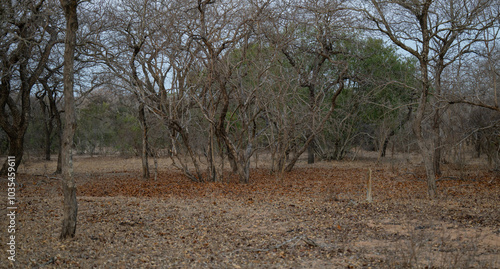 Obraz na płótnie Landschaftsbild - Flora Botanik Busch im Krüger National Park - Kruger Nationalpark Südafrika w salonie