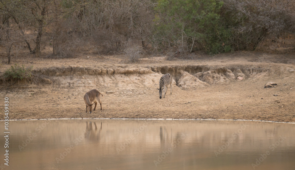 Zebra und Wasserbock an einem Wasserloch im Krüger National Park - Kruger Nationalpark Südafrika