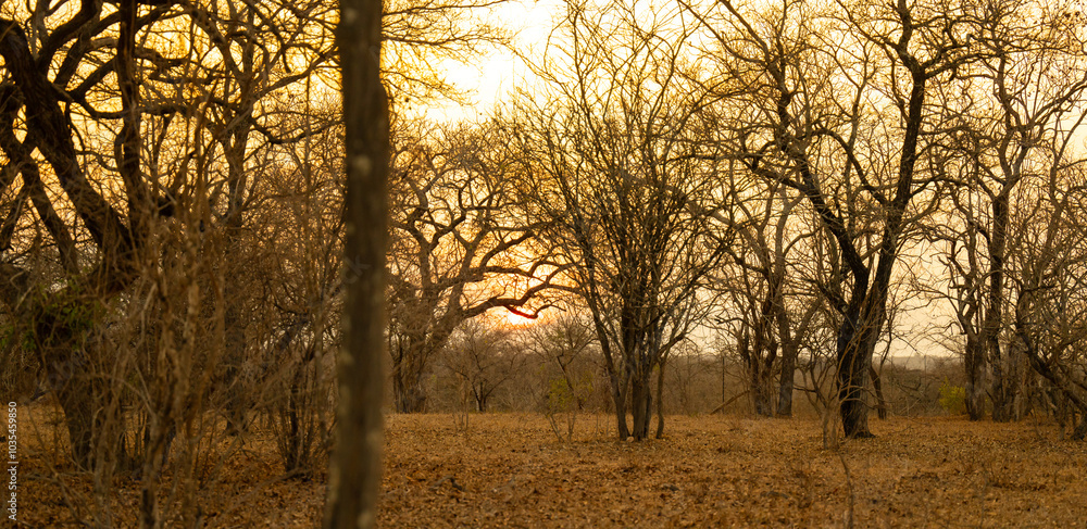 Landschaftsbild - Sonnenaufgang im Krüger National Park - Kruger Nationalpark Südafrika