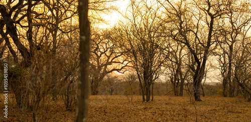 Obraz na płótnie Landschaftsbild - Sonnenaufgang im Krüger National Park - Kruger Nationalpark Südafrika w salonie