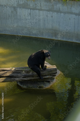 Bär sitzt auf einem Baumstamm