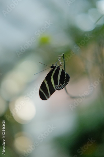 Portrait eines Schmetterlings
