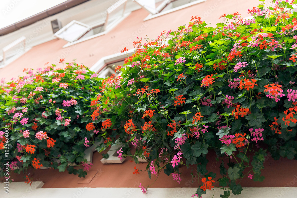 Naklejka premium Colorful geraniums in window boxes against a charming european building