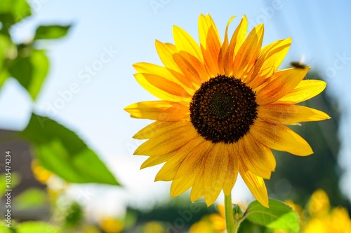 Flower to Nature