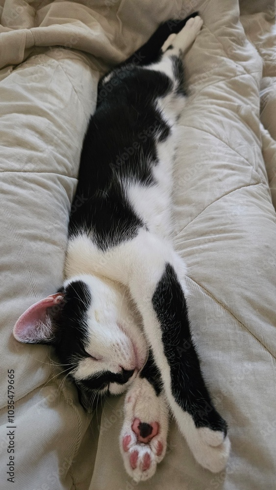 Black and white cat resting upside down with tongue sticking out Black and white cat resting upside down with tongue sticking out