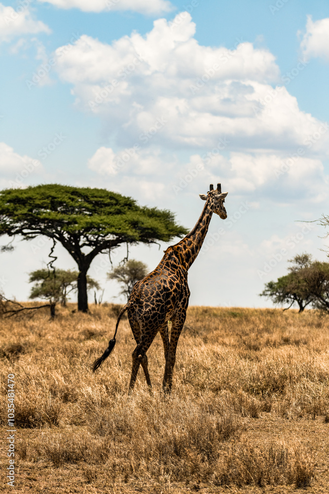 Fototapeta premium Eine Dame mit langem Hals 