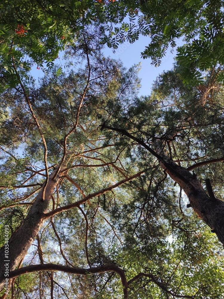Obraz premium The sky through the trees