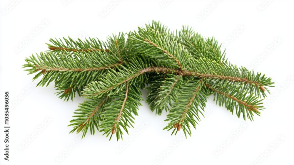 Evergreen fir tree branch on white background for nature and holiday designs Evergreen fir tree branch on white background for nature and holiday designs