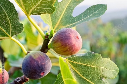 Figs fruit (Ficus carica) on tree branch with lush green leaves and ripe fruit in a peaceful garden settin photo