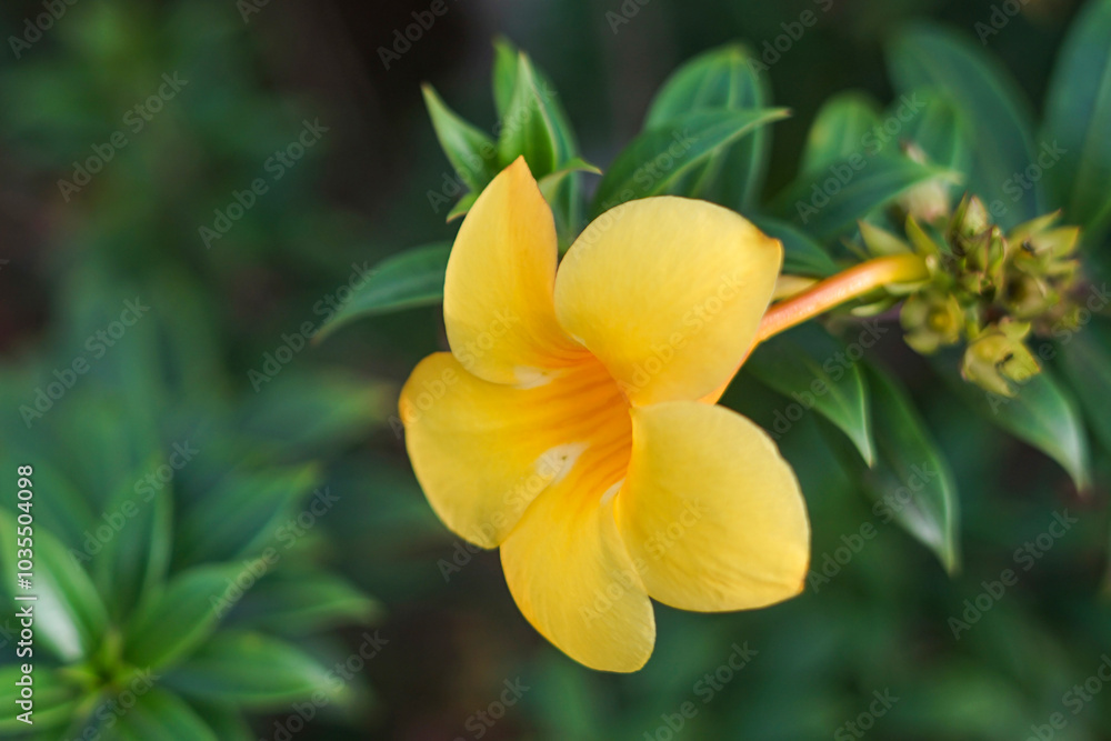 A blooming yellow flower is shown. A blooming yellow flower is shown.