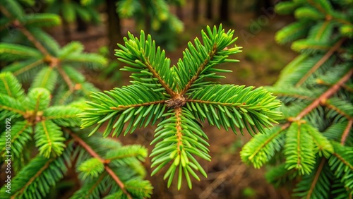 A pretty branch of Sitka spruce tree in UK woodland