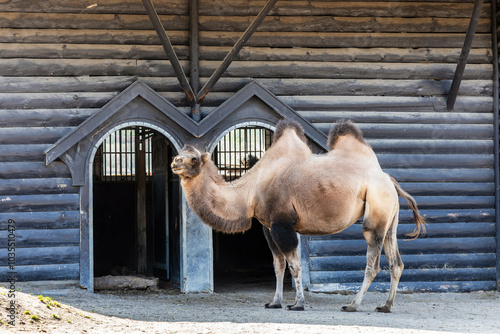 One two humped camel stands near its pen photo