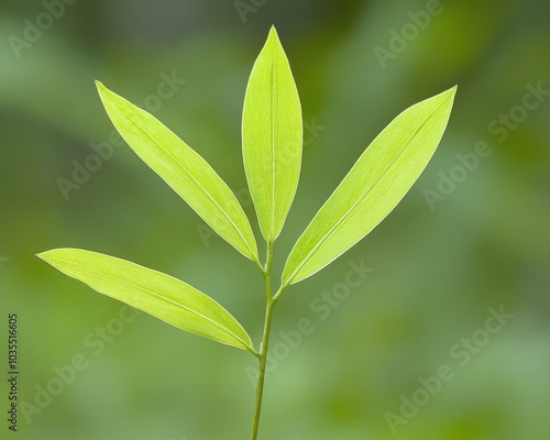 Close up of a plant with a green leaf on it ' s stem - Nature photo