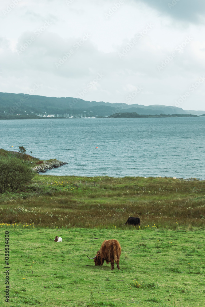 View of tranquil Loch Fyne with grazing highlands cow and serene mountains, Lochgilphead, United Kingdom. View of tranquil Loch Fyne with grazing highlands cow and serene mountains, Lochgilphead, United Kingdom.